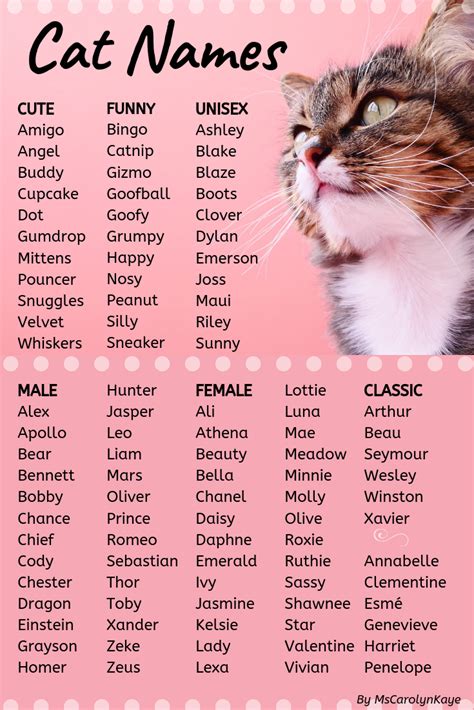 400 Cat Names Ideas For Male And Female Cats Kitten Names Girl Cute Cat Names Girl Cat Names