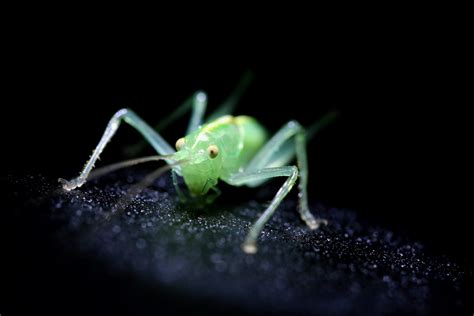 insect green cricket free image download