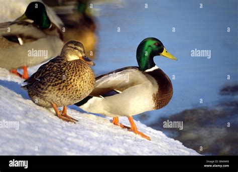 Pair Of Mallard Ducks Standing On A Snowy Slope Above Water Stock Photo