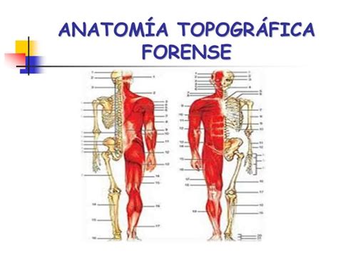 Anatomia Topografica Forense Vertiales Frontales Ppt