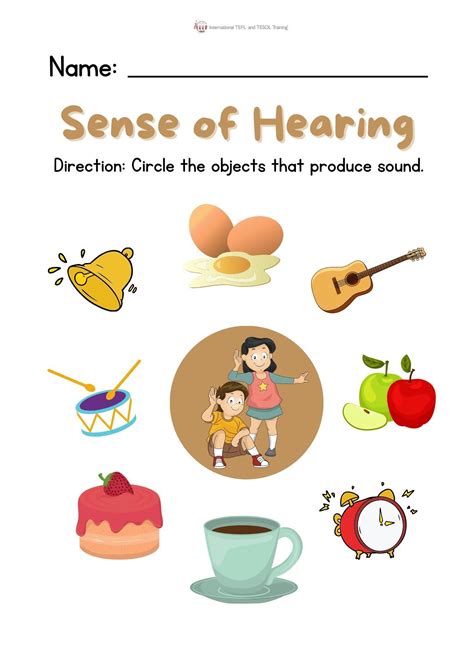 Sense Of Hearing Worksheet ️ ️ ️ Ittt