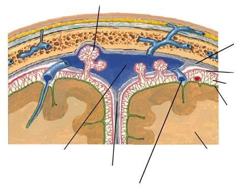 Dural Layers Arachnoid Granulations Diagram Quizlet