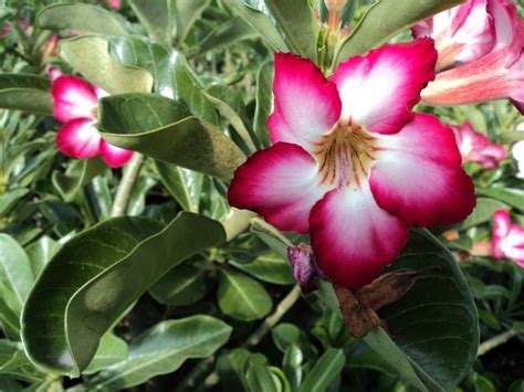 A Rosa Do Deserto E Suas Cores Plantasonya O Seu Blog Sobre Cultivo