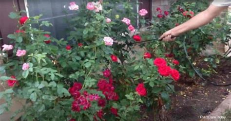 Save on ftd® same day delivery available. Neem Oil For Roses: Is Neem Safe For Rose Plants?