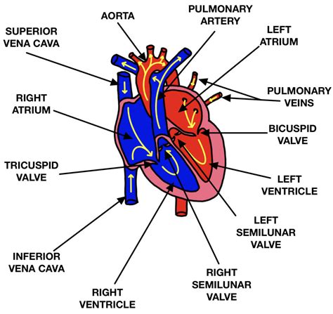 Structure Of The Heart The Science And Maths Zone