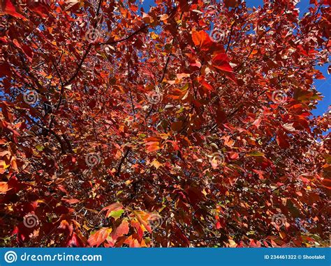 Colorful Sunlit Red Leaves Fall Foliage In November Stock Photo Image