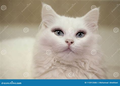 Cute White Domestic Cat With Big Eyes And Long Lashes Stock Photo