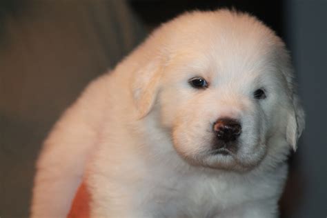 4 Week Old Great Pyrenees Puppy Great Pyrenees Puppy Great Pyrenees