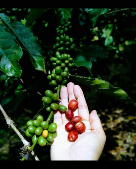 Penghasil Kopi Yang Sudah Mendunia Simak Fakta Menarik Suku Gayo My