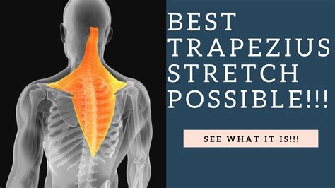Best Trapezius Muscle Stretch For Neck Pain Relief Using The Pnf