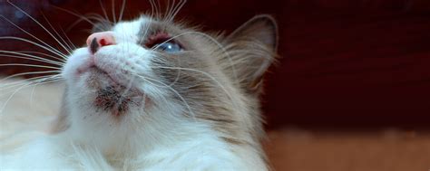 Cat Acne Symptoms Causes And How To Treat It Purina
