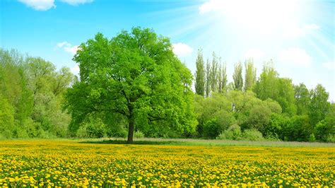 Einzigartige hintergrundbilder für ihren desktop, das tablet oder smartphone. Pictures Rays of light Sun Nature Summer Sky Fields 1920x1080