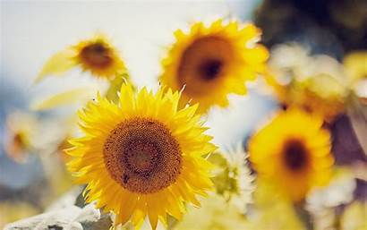 Sunflower Wallpapers Plants Yellow Bright Sun Parede