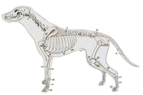 Atlas El Cachorrito Labrador Anatomía De Un Perrito