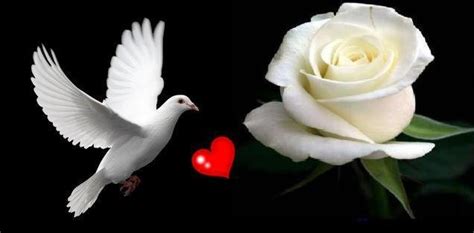 dove heart and a rose a simble of peace love and memory doves pinterest memories love and