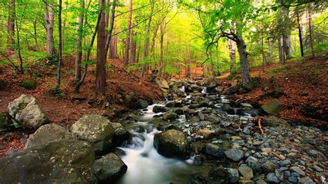 Forest Stream Hd Wallpaper Background Image 1920x1080
