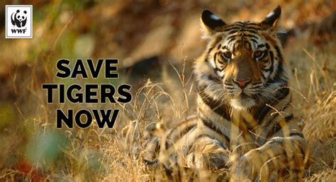 Save Tigers Now World Wildlife Fund Coração Boêmio