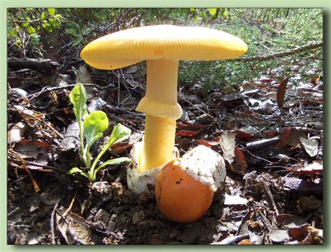 Amanita Caesarea Photo Selection N1 Images Of Mushrooms