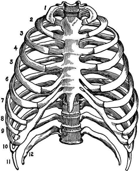 Skeleton Of The Thorax Clipart Etc