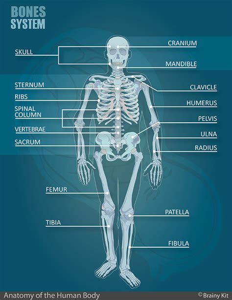 Out of the 33, 7 bones are located in the neck region these diagrams help you learn the basics and understand the human body better. Body Anatomy For Kids Printable Activities : The Anatomy Medical Book For Kids A Human Anatomy ...