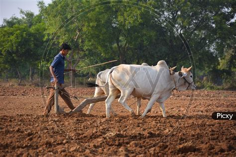 Image Of Tikamgarh Madhya Pradesh India November 23 2020 Unidentified Indian Farmer