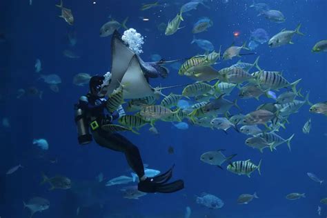 Exploring The Unseen Wonders Scuba Diving And Its Extraordinary Marine