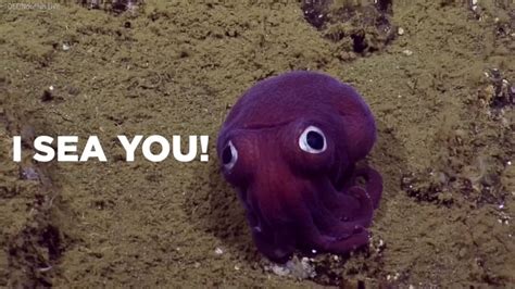 Say Hello To This Adorable Googly Eyed Squid Abc7 Los Angeles