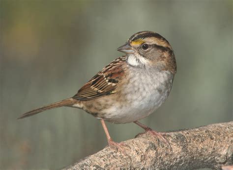 Brown Small Beak Bird · Free Stock Photo