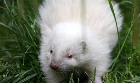 Tiny Rare Albino Skunk Becomes Unlikely Star Of The Show At Five