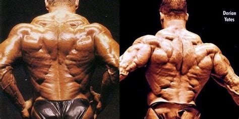What Are The Best Back Muscles In Bodybuilding Why Do You Think So