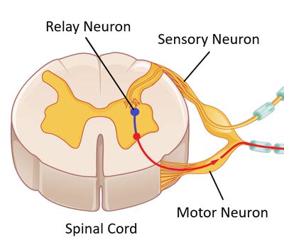 Sensory Neuron Key Stage Wiki