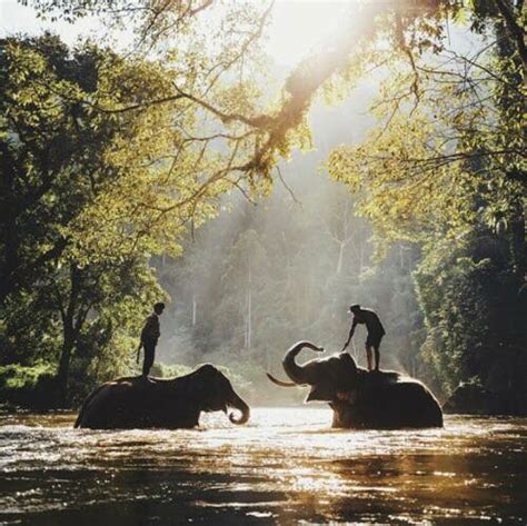 Animals Elephant Elephants Forest Friends Holidays