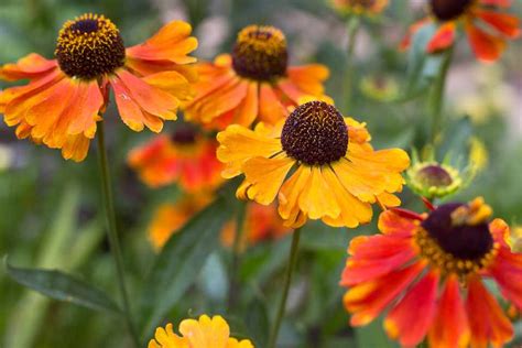 Five Summer Perennials For June Bbc Gardeners World Magazine
