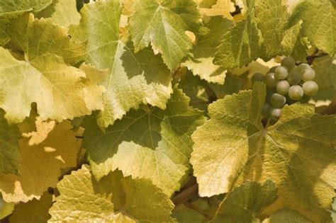 Learn How To Identify Grapevine Leaves How To Guides Tips And Tricks