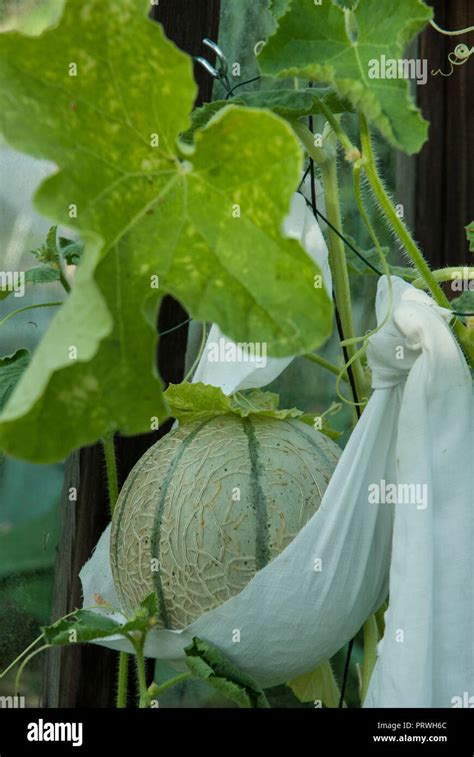 Charentais Cantaloupe Melon Supported In A Sling How To Grow And Support Melons With A Sling