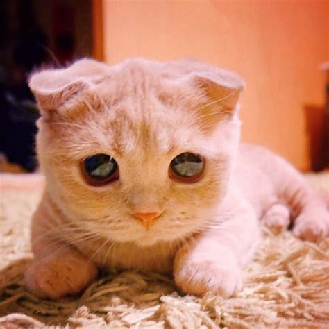Meet Muta The Real Life Puss In Boots The Internet Has Fallen In Love With