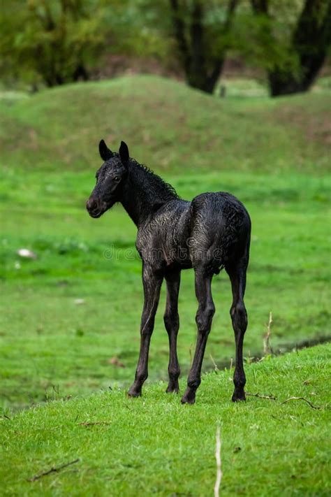 Small Horse Small Horse Galloping Foal Runs On Green Background Stock