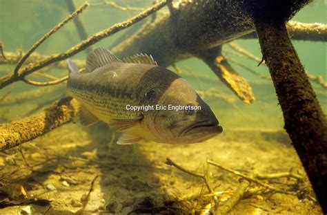 Largemouth Bass Engbretson Underwater Photography