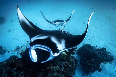 Image Result For Manta Ray Underwater Underwater Creatures Underwater