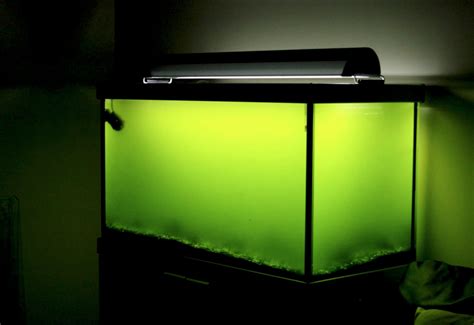 How To Win The Algae Battle In Your Aquarium Practical Fishkeeping