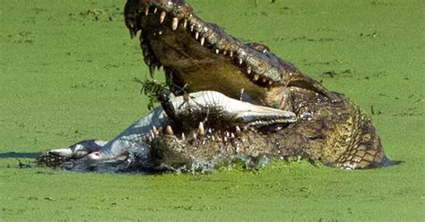 G1 Fotógrafa flagra crocodilo enorme devorando filhote em rio na