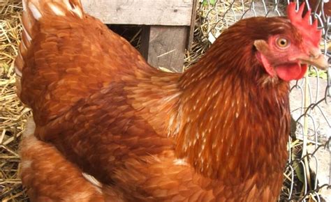 Telur ayam bangkok warna coklat. Nama dan Jenis-jenis Ayam Petelur Unggulan | Gemar Ternak ...