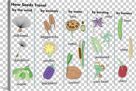 Seed Dispersal Seed Plants Fruit Pollination Png Clipart Biological
