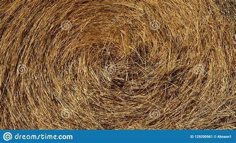 Straw Dry Straw Hay Straw Yellow Background Hay Straw Texture Stock