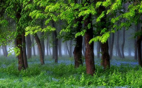 壁纸 阳光 树木 景观 森林 花园 性质 草 绿色 早上 薄雾 灌木 野花 丛林 弹簧 雨林 厂 植被 种植园 林地 树林 农村 栖息地 自然