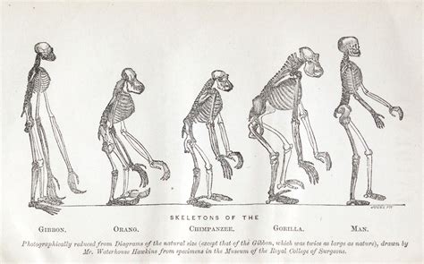 What Our Most Famous Evolutionary Cartoon Gets Wrong The Boston Globe