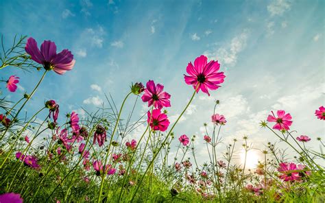 Elegant garden - Tall Cosmo flowers in a blooming garden. | Cosmos flowers, Flowers, Spring flowers