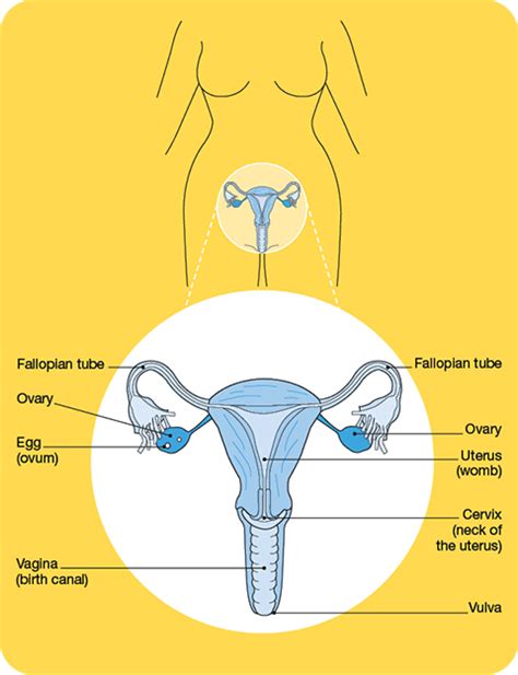 External Female Reproductive Organs
