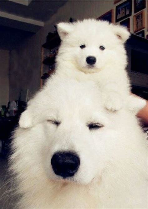 22 Amazingly Cute Animals That Will Melt Your Heart Funoramic