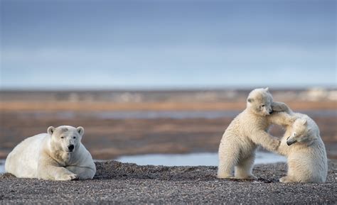 Alaska Polar Bear Viewing Tour Kaktovik Alaska — Planet Earth